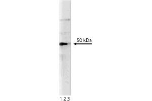Western blot analysis of Pax-5 on mouse spleen. (PAX5 antibody  (AA 151-306))