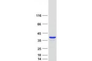 Validation with Western Blot (Pyrophosphatase (Inorganic) 1 (PPA1) protein (Myc-DYKDDDDK Tag))