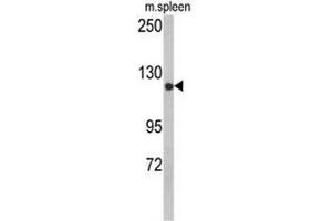 Western blot analysis of CLASP2 Antibody (pTyr1019) in mouse spleen tissue lysates (35µg/lane). (CLASP2 antibody  (AA 1005-1034))