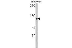 Western blot analysis of CLASP2 Antibody (pTyr1019) in mouse spleen tissue lysates (35µg/lane).