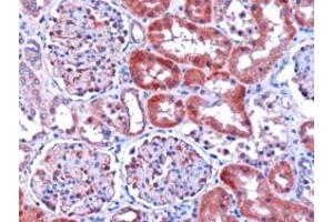 ABIN184786 (1µg/ml) staining of paraffin embedded human kidney. (DCXR antibody  (C-Term))