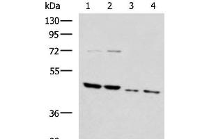 Western blot analysis of Rat brain tissue Mouse brain tissue Raji and 231 cell lysates using HTRA2 Polyclonal Antibody at dilution of 1:1000 (HTRA2 antibody)