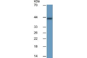 Rabbit Detection antibody from the kit in WB with Positive Control:  Sample Human Stomach lysate. (PGC ELISA Kit)