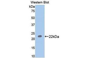 Western Blotting (WB) image for anti-Paraoxonase 1 (PON1) (AA 2-186) antibody (ABIN1172662) (PON1 antibody  (AA 2-186))