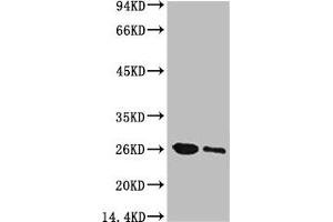 Western blot analysis of GFP transfected Hela, diluted at 1) 1:5000 2) 1:10000 (GFP antibody)