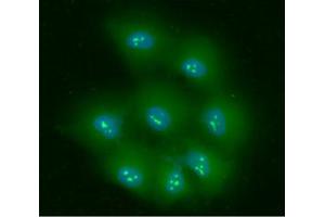Immunofluorescence (IF) image for anti-Nucleophosmin (Nucleolar phosphoprotein B23, Numatrin) (NPM1) (AA 81-294) antibody (ABIN165442)