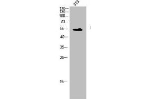 Western Blot analysis of NIH-3T3 cells using Hic-5 Polyclonal Antibody (TGFB1I1 antibody)