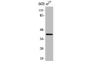 Western Blot analysis of HeLa cells using Actin Polyclonal Antibody (beta Actin antibody  (C-Term))