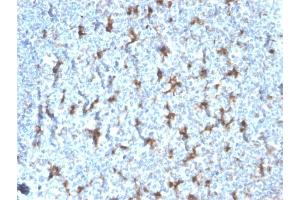 Formalin-fixed, paraffin-embedded human Tonsil stained with CD68 Recombinant Mouse Monoclonal Antibody (rLAMP4/824). (Recombinant CD68 antibody)