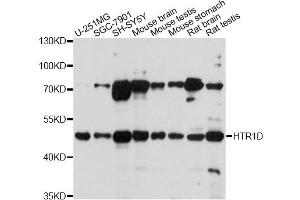 Western blot analysis of extracts of various cell lines, using HTR1D antibody (ABIN1980172) at 1:1000 dilution.