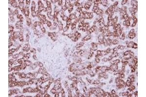 Image no. 1 for anti-3-hydroxyisobutyrate Dehydrogenase (HIBADH) (AA 128-336) antibody (ABIN1501894) (HIBADH antibody  (AA 128-336))