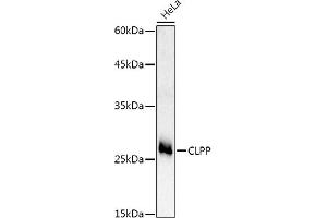 Western blot analysis of extracts of HeLa cells, using CLPP Rabbit pAb antibody (ABIN6131294, ABIN6138740, ABIN6138741 and ABIN6224901) at 1:500 dilution. (CLPP antibody  (AA 1-277))