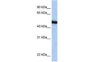 SPOP antibody used at 0. (SPOP-B antibody  (C-Term))