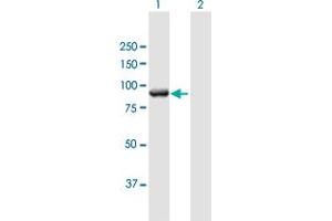 Western Blot analysis of MGC16169 expression in transfected 293T cell line by MGC16169 MaxPab polyclonal antibody. (TBCK antibody  (AA 1-830))