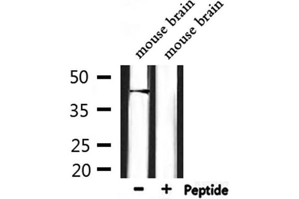 OPN3 antibody  (Internal Region)