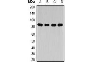 Western blot analysis of CARS expression in Hela (A), MCF7 (B), mouse liver (C), rat spinal cord (D) whole cell lysates. (CARS antibody)