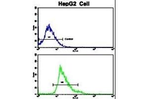 Flow cytometric analysis of HepG2 cells using Creatine Kinase MB (CKM) Antibody (C-term)(bottom histogram) compared to a negative control cell (top histogram). (CKM antibody  (C-Term))