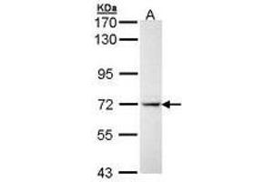 Image no. 1 for anti-Interleukin 1 Receptor, Type I (IL1R1) (AA 342-528) antibody (ABIN467535) (IL1R1 antibody  (AA 342-528))