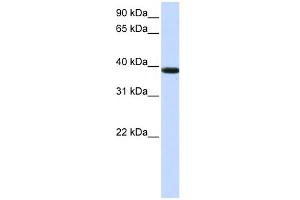 WB Suggested Anti-KLHDC8B Antibody Titration:  0. (KLHDC8B antibody  (Middle Region))