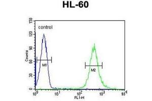 Flow cytometric analysis of HL-60 cells using HOXA3 / HOX1E Antibody (C-term) Cat. (HOXA3 antibody  (C-Term))