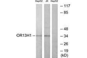Western blot analysis of extracts from HepG2/Jurkat cells, using OR13H1 Antibody. (OR13H1 antibody  (AA 241-290))