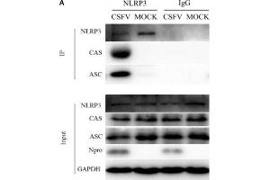 Formation of the NLRP3 inflammasome was induced in PBMCs by CSFV infection. (STS antibody)