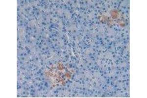IHC-P analysis of Human Pancreas Tissue, with DAB staining. (Substance P antibody)