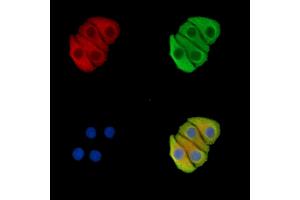 ABIN7096372 and ABIN7100436 staining Hela cells by IF/ICC. (PABPC1L2A antibody)