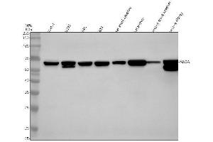Western blot analysis of NAGA using anti-NAGA antibody (ABIN7825572).