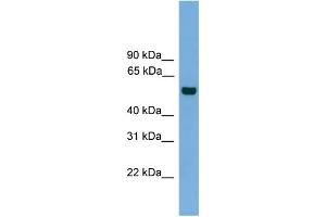 WB Suggested Anti-CLK1 Antibody Titration: 0. (CLK1 antibody  (N-Term))