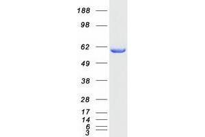 Western Blotting (WB) image for X-Prolyl Aminopeptidase (Aminopeptidase P) 3, Putative (XPNPEP3) protein (Myc-DYKDDDDK Tag) (ABIN2735673)