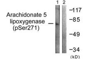 Western blot analysis of extracts from HuvEc cells, using Arachidonate 5 Lipoxygenase (Phospho-Ser271) Antibody. (ALOX5 antibody  (pSer272))