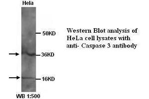 Image no. 1 for anti-Caspase 3 (CASP3) (Internal Region) antibody (ABIN790867) (Caspase 3 antibody  (Internal Region))