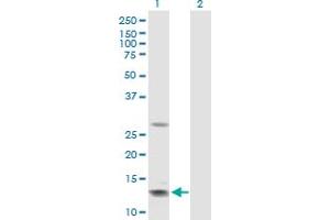 Western Blot analysis of GHRH expression in transfected 293T cell line by GHRH MaxPab polyclonal antibody. (GHRH antibody  (AA 1-108))