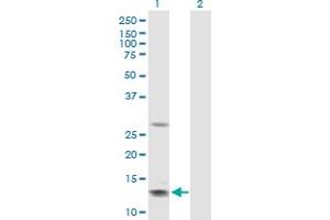 Western Blot analysis of GHRH expression in transfected 293T cell line by GHRH MaxPab polyclonal antibody. (GHRH antibody  (AA 1-108))