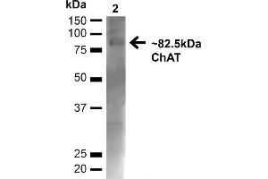 Western blot analysis of Mouse Brain showing detection of ~82. (Choline Acetyltransferase antibody  (N-Term) (Biotin))