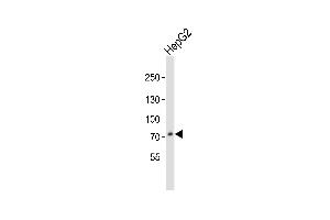 Western blot analysis of lysate from HepG2 cell line, using PCSK9 Antibody (C-term) (ABIN391505 and ABIN2841468). (PCSK9 antibody  (C-Term))