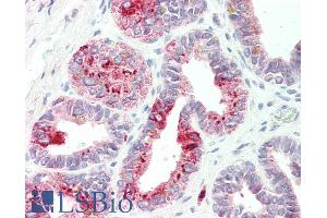 ABIN5539870 (5µg/ml) staining of paraffin embedded Human Urethra. (NAT1 antibody  (AA 272-286))