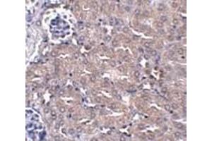 Immunohistochemistry of CIP75 in mouse kidney tissue with CIP75 antibody at 5 μg/ml. (UBQLN4 antibody  (N-Term))