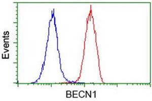 Flow cytometric Analysis of Hela cells, using anti-BECN1 antibody (ABIN2454375), (Red), compared to a nonspecific negative control antibody, (Blue). (Beclin 1 antibody)