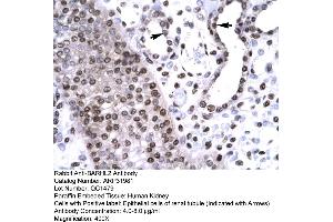 Human kidney (BARHL2 antibody  (Middle Region))