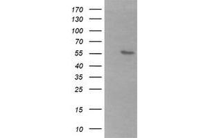 Image no. 1 for anti-beta-1,3-N-Acetylgalactosaminyl Transferase 2 (B3GALNT2) antibody (ABIN1496797) (B3GALNT2 antibody)