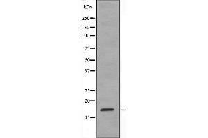 Western blot analysis of extracts from HeLa cells using MtSSB antibody. (SSBP1 antibody  (Internal Region))