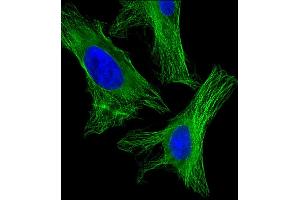 Immunofluorescent analysis of 4 % paraformaldehyde-fixed, 0. (alpha Tubulin antibody  (AA 408-439))