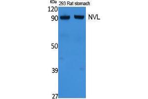 Western Blotting (WB) image for anti-Nuclear VCP-Like (NVL) (Internal Region) antibody (ABIN3187615) (NVL antibody  (Internal Region))
