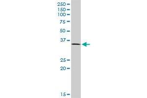 TCEA2 MaxPab polyclonal antibody. (TCEA2 antibody  (AA 1-299))