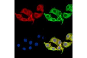 ABIN7095927 and ABIN7099989 staining Hela cells by IF/ICC. (DDX26B antibody)