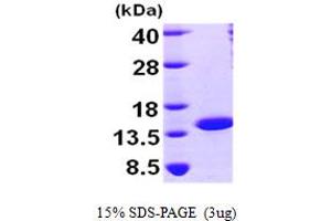 SDS-PAGE (SDS) image for Nuclear Transport Factor 2 (NUTF2) (AA 1-127) protein (His tag) (ABIN667022)