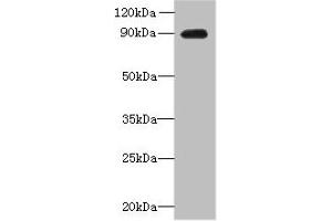 Western blot All lanes: OXR1 antibody at 1 μg/mL + Hela whole cell lysate Secondary Goat polyclonal to rabbit IgG at 1/10000 dilution Predicted band size: 98, 94, 56, 28, 95, 34, 25 kDa Observed band size: 90 kDa