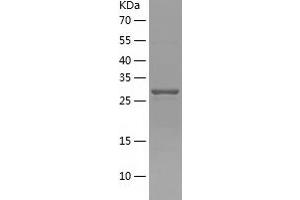 Western Blotting (WB) image for Pyrroline-5-Carboxylate Reductase 3 (PYCRL) (AA 1-274) protein (His tag) (ABIN7124718) (PYCRL Protein (AA 1-274) (His tag))